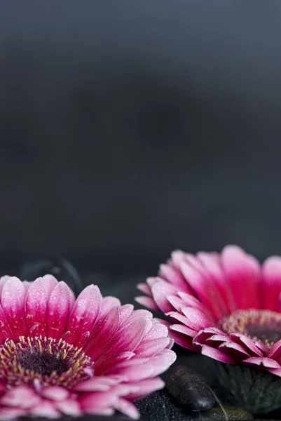 Gerbera Blütenblätter Flora — Stockfoto