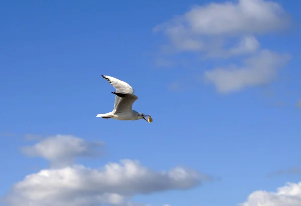 Seagull Flying Sky — Stock Photo, Image