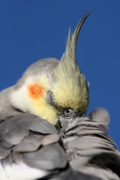 Güzel Papağan Kuşunun Manzarası — Stok fotoğraf