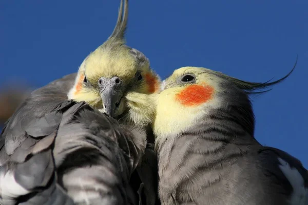 Мальовничий Вид Красиву Пташку Папугу Природі — стокове фото