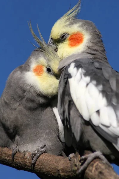 Malowniczy Widok Piękny Ptak Cockatiel — Zdjęcie stockowe