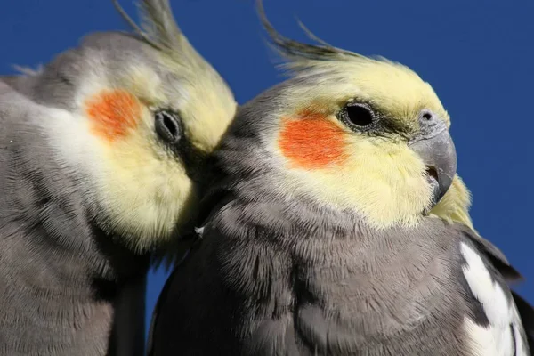 Macro Van Een Cockatiel Koppel — Stockfoto