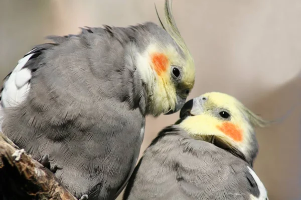 Vacker Utsikt Över Vackra Cockatiel Fågel — Stockfoto