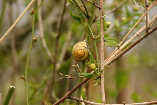 Lesbicas Animais Caracol Lodo — Fotografia de Stock