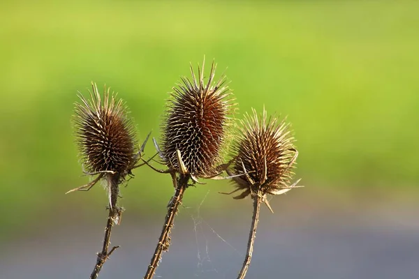 Krásný Botanický Záběr Přírodní Tapety — Stock fotografie