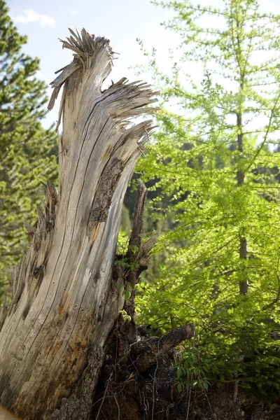 木の幹樹皮 木の木 — ストック写真