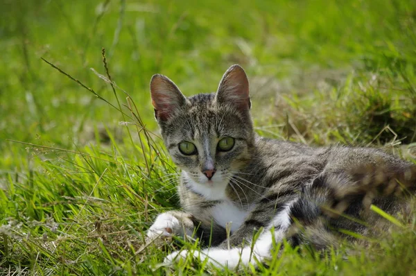 有趣的小绒毛猫 — 图库照片