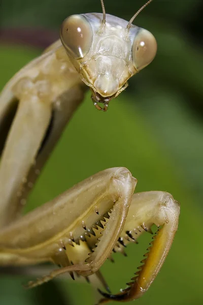小虫子 为螳螂祈祷 — 图库照片