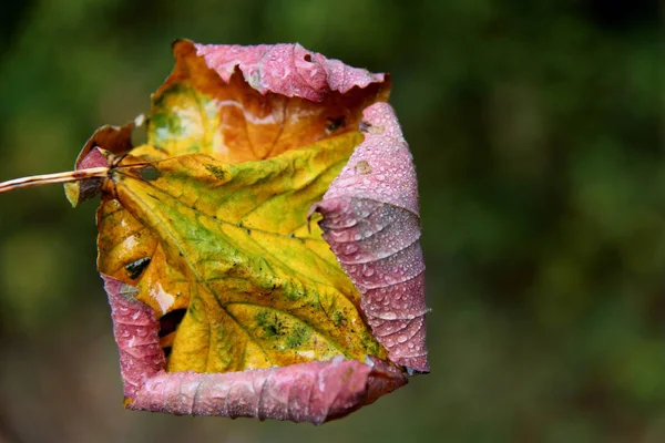 Ağaç Yaprakları Çiçek Yaprakları — Stok fotoğraf