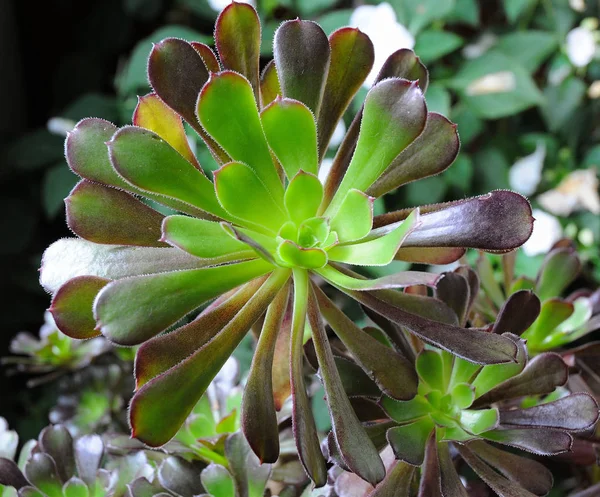 热带绿色植物 肉质仙人掌 — 图库照片