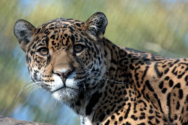 Jaguar Cazador Gato Grande Animal Salvaje — Foto de Stock