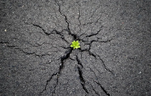 Cracked Soil Asphalt Road — Stock Photo, Image