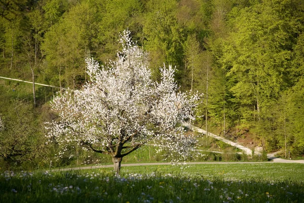 Blütenblätter Frühling — Stockfoto