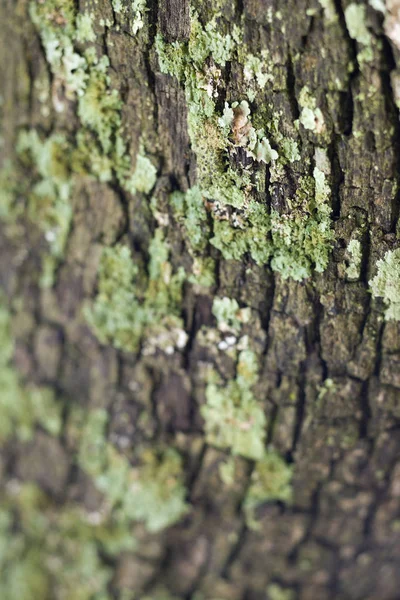 Detailní Záběr Mechu Rostoucího Kůře Stromu — Stock fotografie
