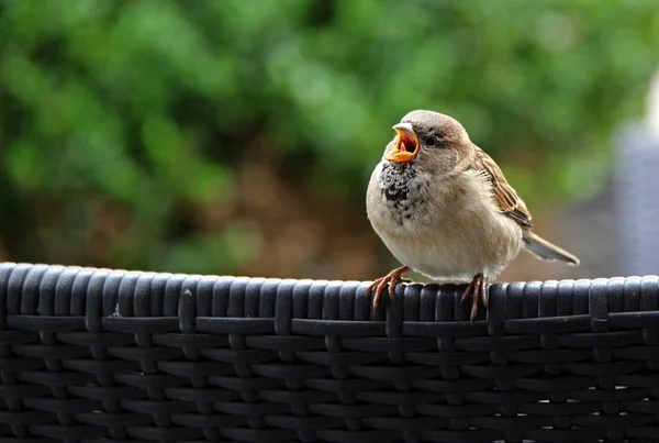 Aussichtsreiche Aussicht Auf Schöne Vögel Der Natur — Stockfoto