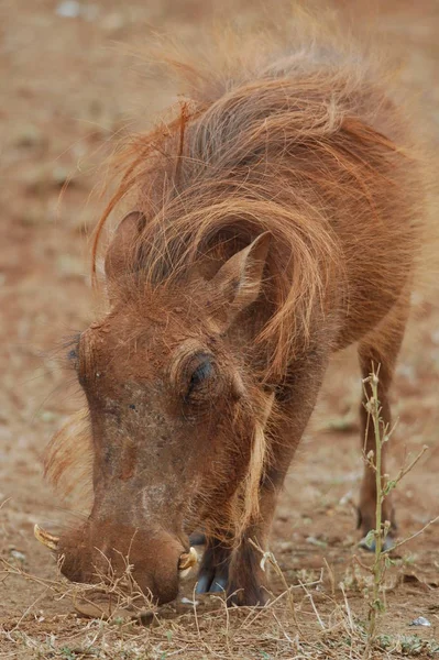 Mignon Cheval Nature Sauvage — Photo