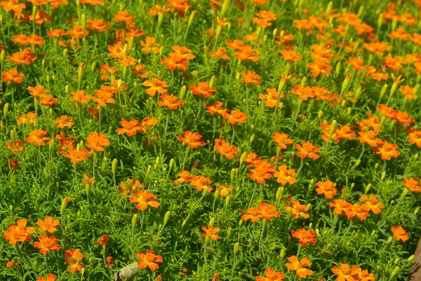 Narancs Marigold Virágszirmok Növény Virágzás — Stock Fotó