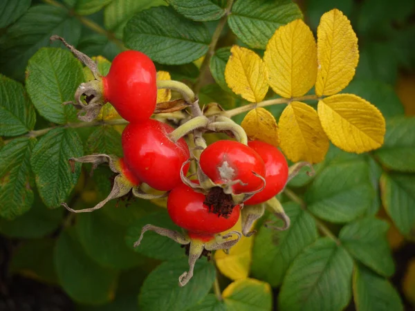 Rosa Rugosa Nın Gül Ağacı — Stok fotoğraf