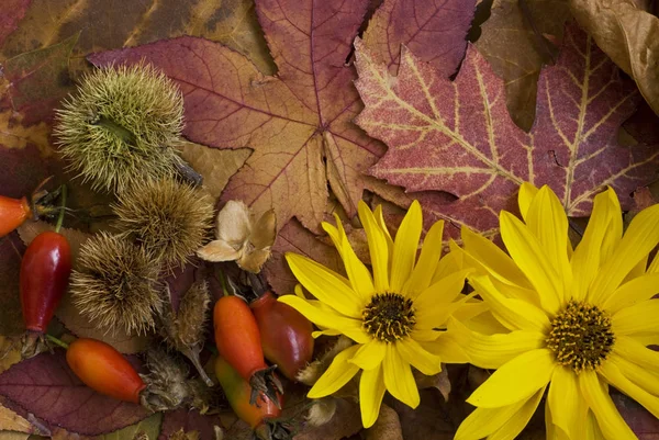 Autumn Leaves Fall Season Foliage — Stock Photo, Image