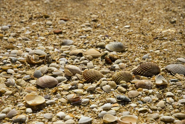 Conchas Praia — Fotografia de Stock