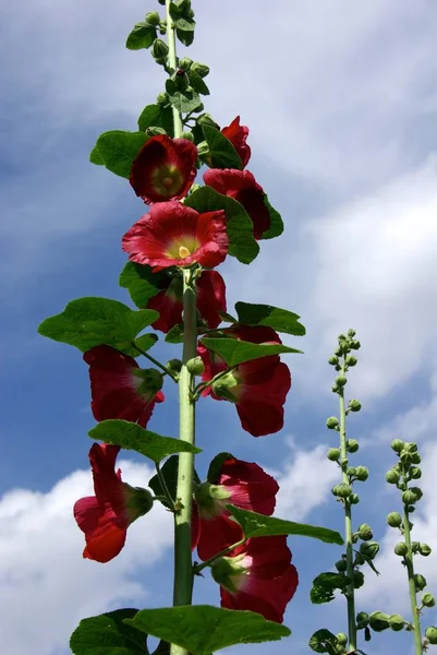 Fleurs Rouges Dans Jardin — Photo