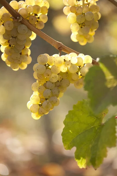 Druiven Wijnstokken Trossen Druiven — Stockfoto