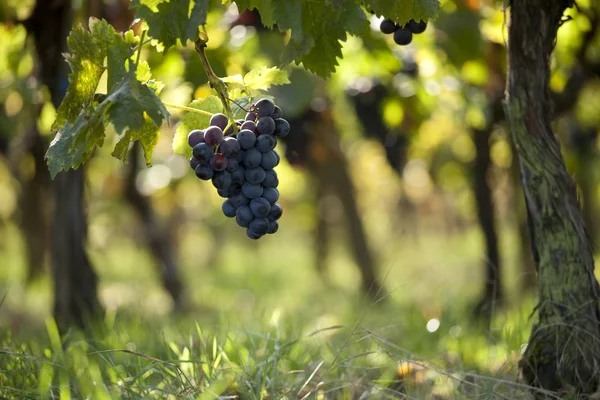 Uvas Vid Racimos Uvas — Foto de Stock