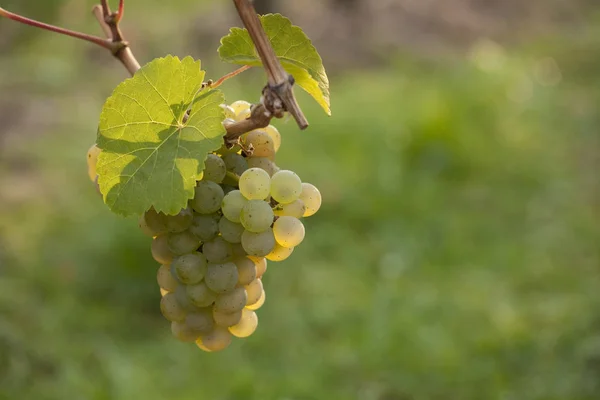 Uve Vite Grappoli Uva — Foto Stock