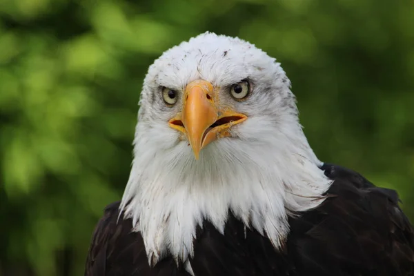 Vista Panorámica Del Majestuoso Águila Calva — Foto de Stock