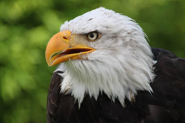 Vista Panorámica Del Majestuoso Águila Calva —  Fotos de Stock