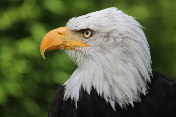 Skallig Örn Profil — Stockfoto