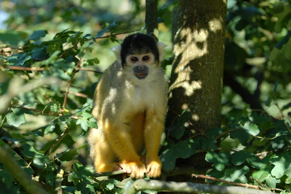 Monyet Kera Primata Hewan — Stok Foto