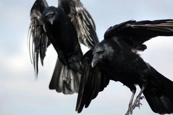 Pintoresco Pájaro Tema Disparo —  Fotos de Stock