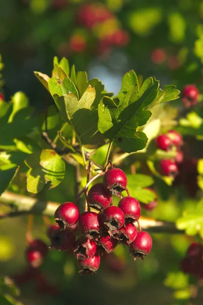 Bär Närbild Skott Hälsosam Mat Koncept — Stockfoto