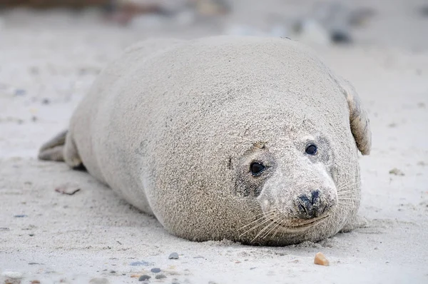 Marine Thema Tapete Tageslicht Aufnahme — Stockfoto