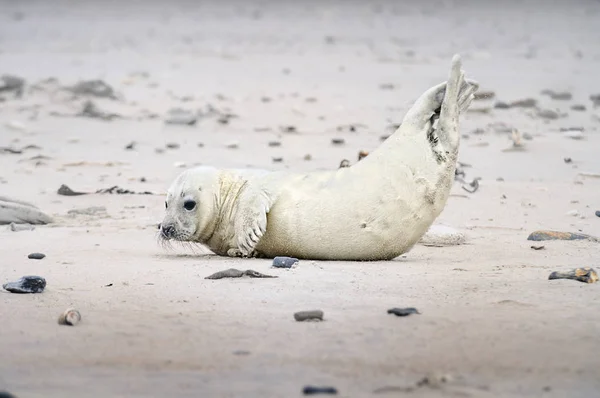 Marine Thema Tapete Tageslicht Aufnahme — Stockfoto