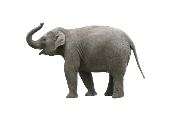 Αφρικανικό Θηλαστικό Φυτοφάγο Ζώο Ελέφαντας — Φωτογραφία Αρχείου