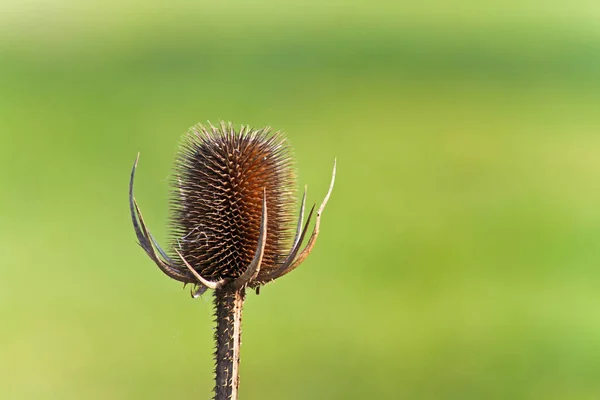 Güzel Botanik Fotoğrafı Doğal Duvar Kağıdı — Stok fotoğraf