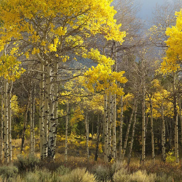 Drzewa Aspen Żółtym Kolorze Jesieni Wyoming — Zdjęcie stockowe