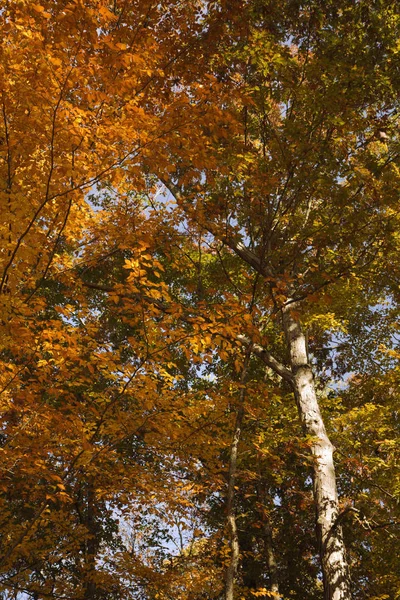 American Beech Trees Exhbiting Full Fall Colors Stock Photo