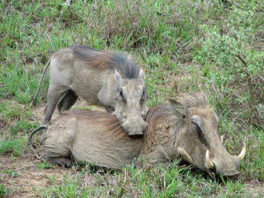 warthogs in south africa clipart