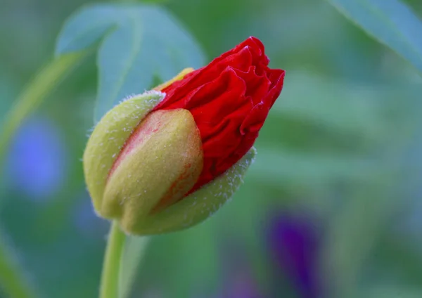 Vacker Botanisk Skott Naturliga Tapeter — Stockfoto