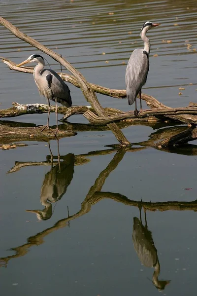 Schilderachtig Uitzicht Reiger Vogel Natuur — Stockfoto