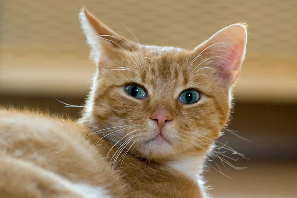 Retrato Lindo Gato — Foto de Stock