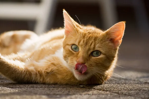 Portret Van Een Schattige Kat — Stockfoto