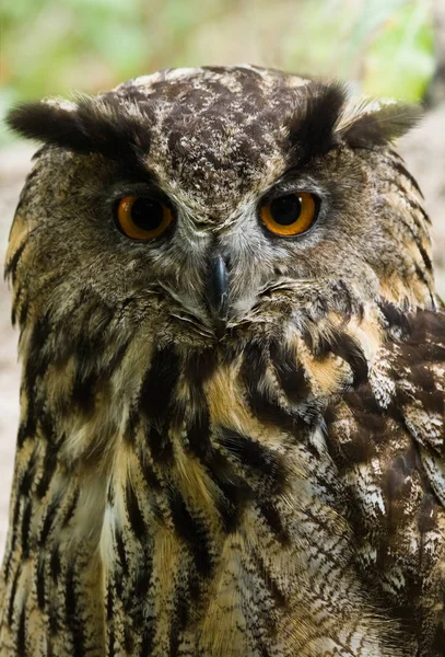 Closeup View Eagle Owl Wild Nature — Stock Photo, Image