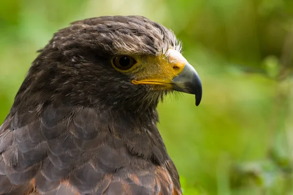 Porträtt Harris Hawk — Stockfoto