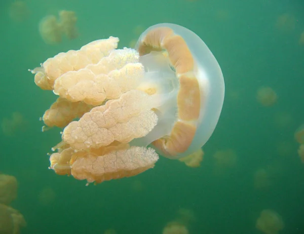 jellyfish sea underwater, sea life