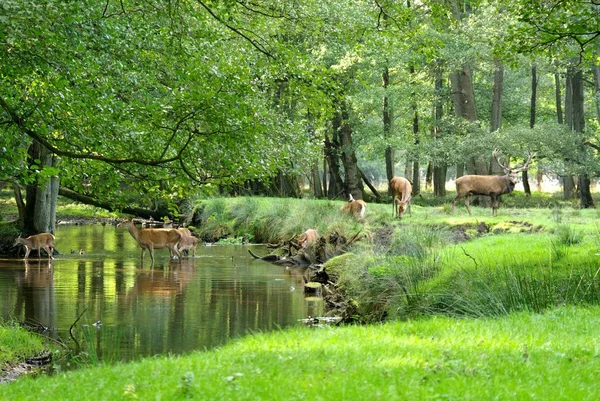 Naturaleza Vida Silvestre Ciervos Barbecho — Foto de Stock