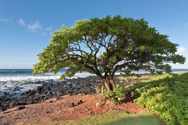 Reggeli Nap Kauaiban — Stock Fotó